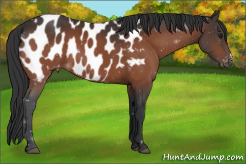 Horse Color:Brown Appaloosa 