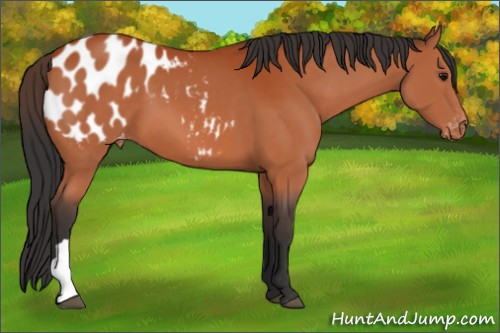 Horse Color:Bay Appaloosa 