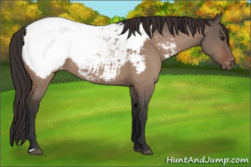 Horse Color:Brown Dun Appaloosa 