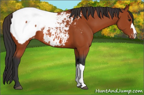 Horse Color:Bay Appaloosa 