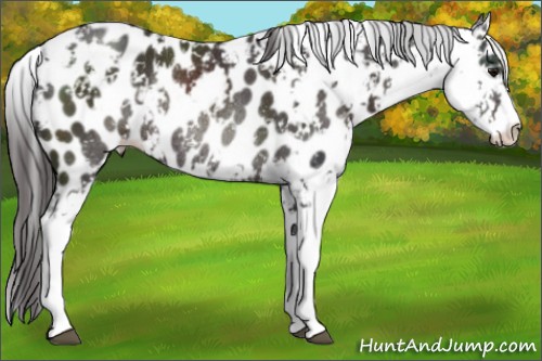 Horse Color:Smoky Black Sabino Appaloosa Rabicano 