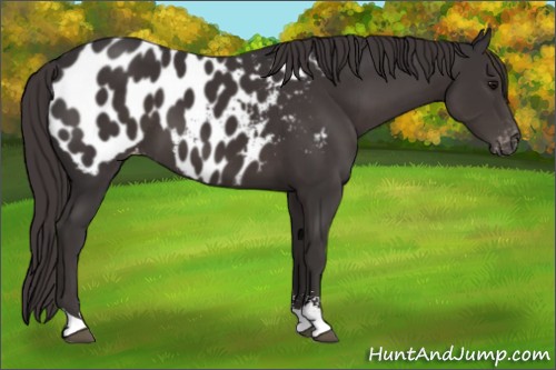 Horse Color:Smoky Black Sabino Appaloosa 