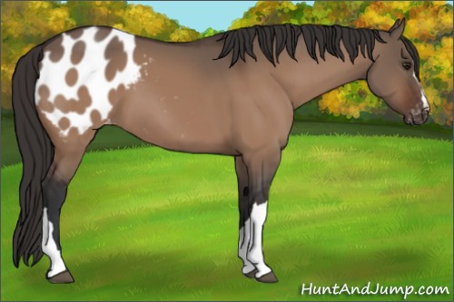 Horse Color:Brown Dun Appaloosa 