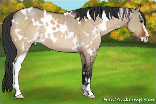 Horse Color:White Spotted Brown Dun Sabino Rabicano 