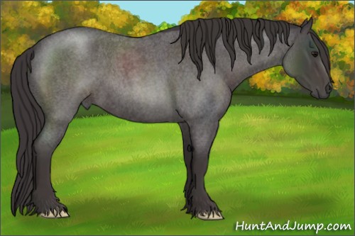 Horse Color:Smoky Blue Roan 