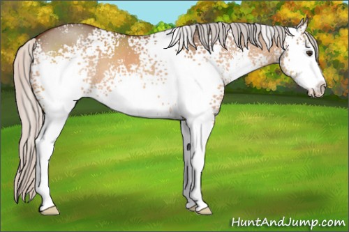 Horse Color:White Spotted Silver Brown Dun Sabino 