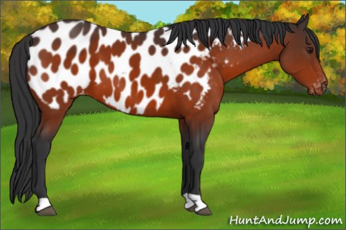 Horse Color:Brown Appaloosa 