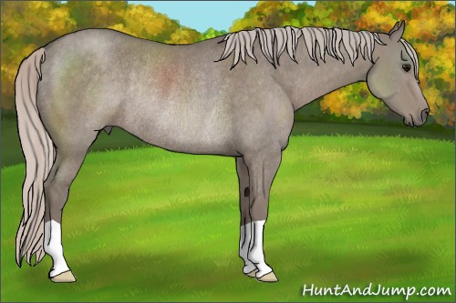 Horse Color:Silver Grullo Rabicano 