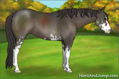 Horse Color:Smoky Black Sabino 