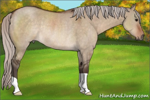 Horse Color:Silver Brown Dun Rabicano 