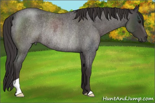 Horse Color:Smoky Blue Roan Rabicano 