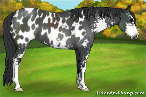 Horse Color:Blue Roan Sabino Appaloosa 