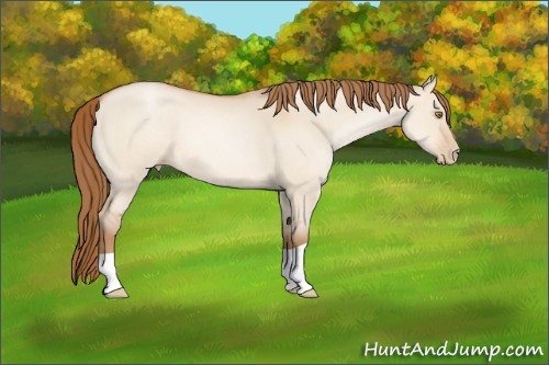 Horse Color:Brown Pearl Dun 
