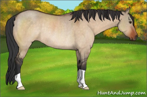 Horse Color:Brown Dun Rabicano 