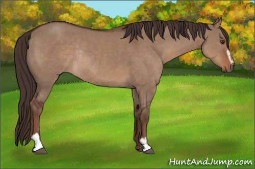 Horse Color:Liver Red Dun Sabino Rabicano 