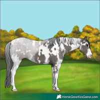 Horse Color:White Spotted Grullo Sabino 