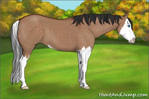 Horse Color:Brown Dun Sabino Splash 