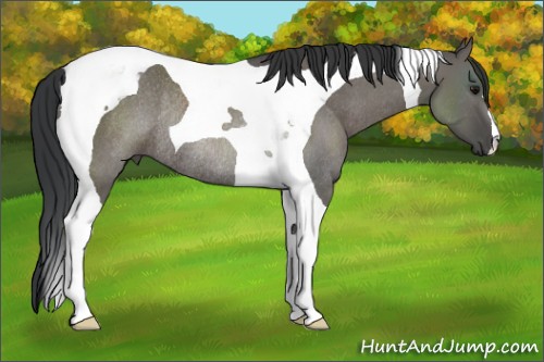 Horse Color:Grullo Tobiano Rabicano 