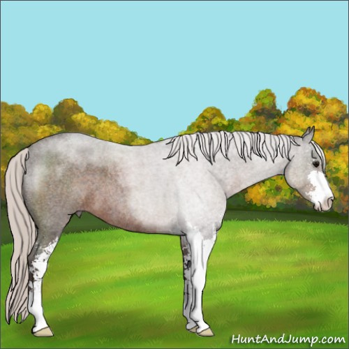 Horse Color:Silver Blue Roan Sabino 