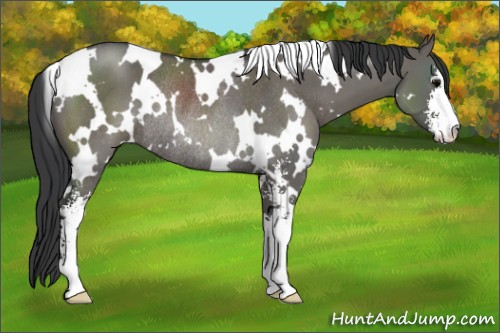 Horse Color:White Spotted Grullo Sabino Rabicano 