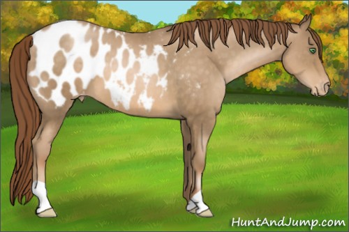 Horse Color:Smoky Black Pearl Appaloosa 
