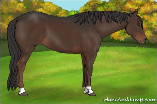 Horse Color:Liver Chestnut 