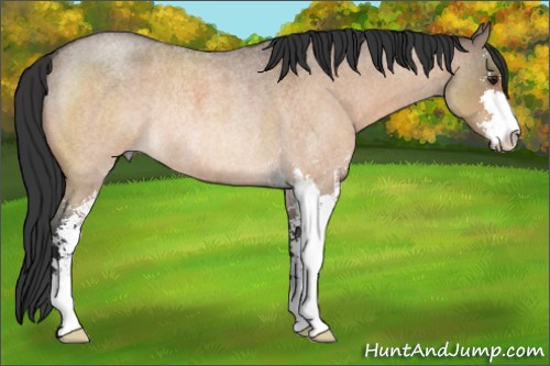 Horse Color:Bay Roan Dun Sabino Rabicano 