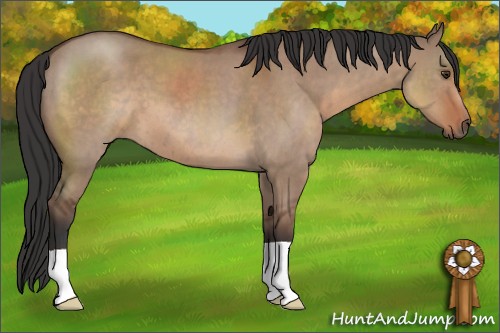 Horse Color:Bay Roan Dun 