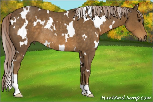Horse Color:White Spotted Chocolate Palomino Sabino Rabicano 