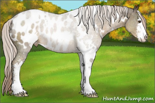 Horse Color:White Spotted Chocolate Palomino Sabino Appaloosa 