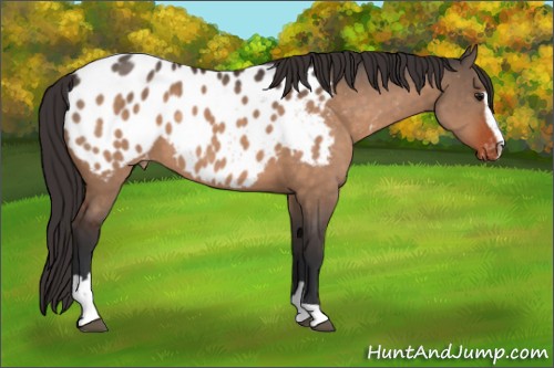 Horse Color:Bay Dun Sabino Appaloosa 
