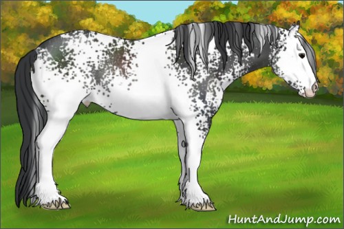 Horse Color:White Spotted Black Rabicano 