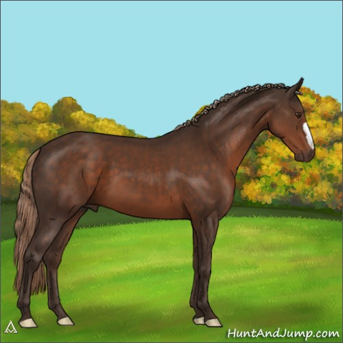 Horse Color:Liver Chestnut 