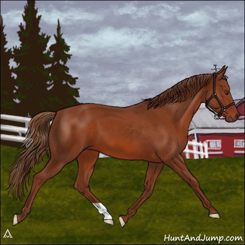 Horse Color:Chestnut 