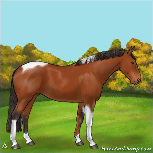Horse Color:Buckskin Tobiano 