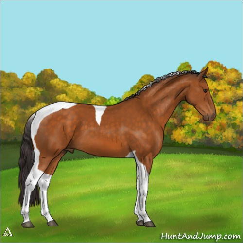 Horse Color:Buckskin Tobiano 