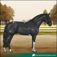 Horse Color:Black Tobiano 
