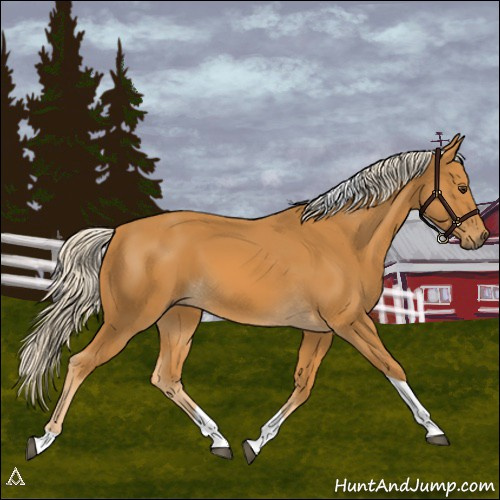Horse Color:Palomino Tobiano