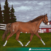 Horse Color:Chestnut 