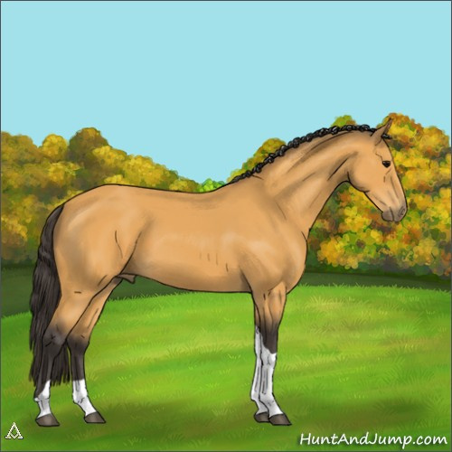 Horse Color:Buckskin Tobiano 