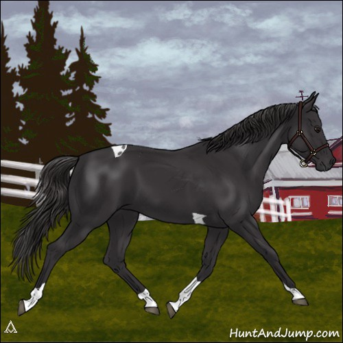 Horse Color:Smoky Black Tobiano 