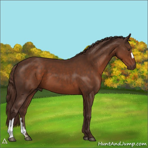 Horse Color:Liver Chestnut 