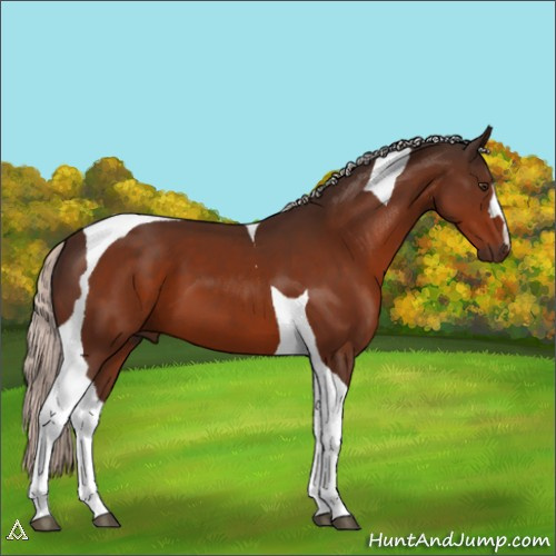 Horse Color:Silver Brown Tobiano 