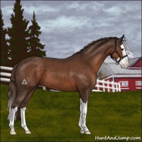 Horse Color:Liver Chestnut Splash 