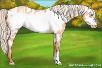 Horse Color:Silver Sable Cream Champagne Roan Frame Appaloosa