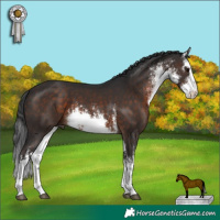 Horse Color:White Spotted Brown 
