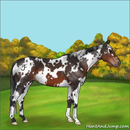 Horse Color:White Spotted Brown