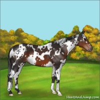 Horse Color:White Spotted Brown 