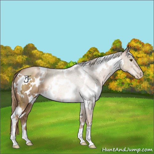 Horse Color:White Spotted Liver Chestnut Pearl 