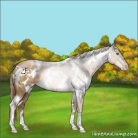 Horse Color:White Spotted Liver Chestnut Pearl